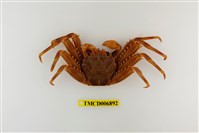 藏品(基氏盾牌蟹)的圖片